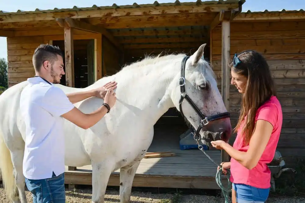 Młody człowiek weterynarii opiekujący się pięknym biało-szarym koniem camargue